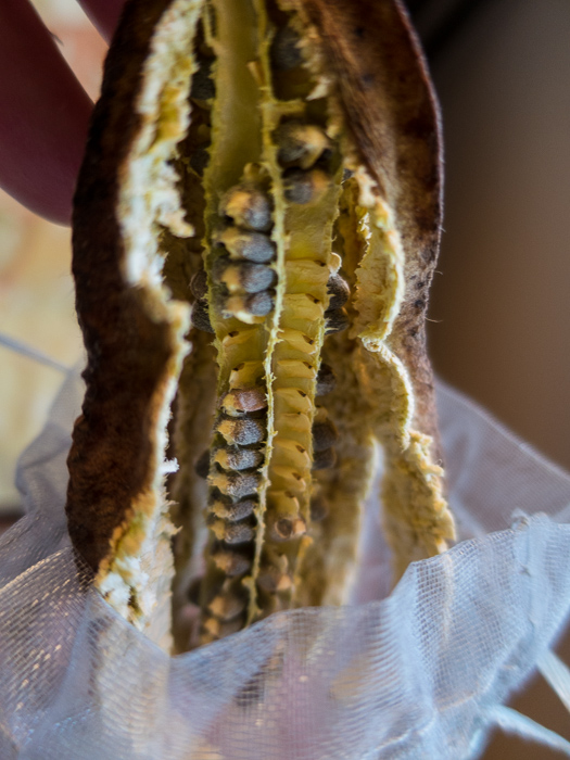 California Native Plant Seeds Propagation begins!