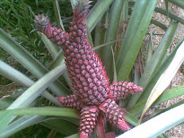 My Pineapple fruit