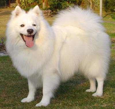 Japanese Spitz and Japanese Spits Dog Tips Review ~ Bullcatdog
