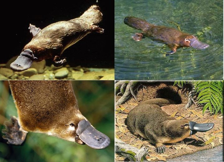 Duck Billed PlatypusOrnithorhynchus anatinus Stunning Facts