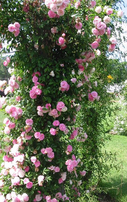 Do You Have Climbing Roses?