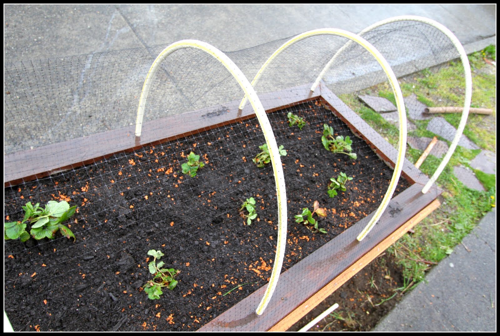 My One Strawberry Desperate Gardener