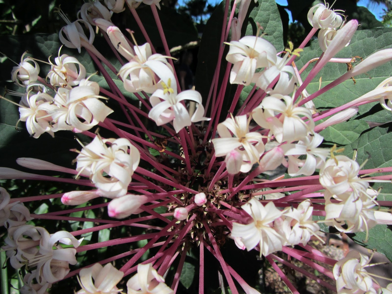 Key West vacation and visit guide Fantastic flowers of Key West