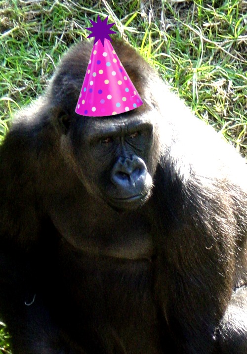 i am NOT an anteater! Happy Birthday Monifa! Gorilla Birthday