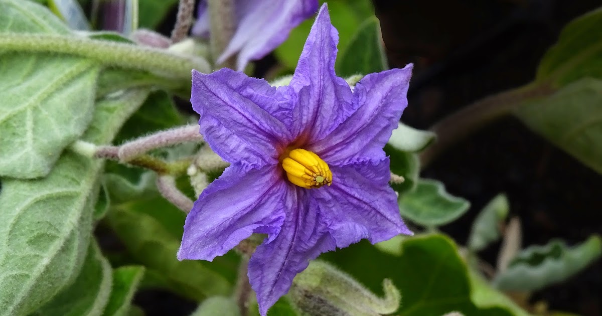 FLORAL FRIDAY FOTOS FFF163 EGGPLANT FLOWER