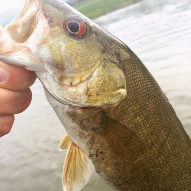 Fly Fish East Tennessee Little Pigeon River
