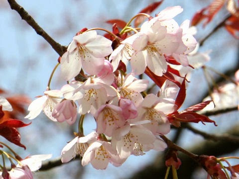  Bunga Sakura dari jenis Prunus jamasakura Manfaat dan Khasiat Bunga Sakura 