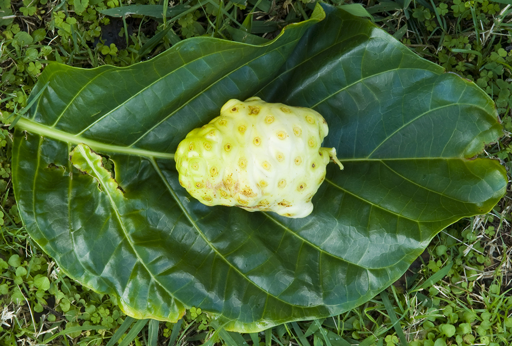 The 3 Foragers Foraging for Wild, Natural, Organic Food Wild Edibles