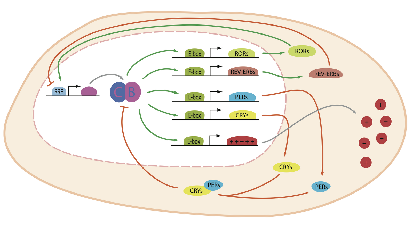Illustrated science The gene network of the mammalian core circadian clock