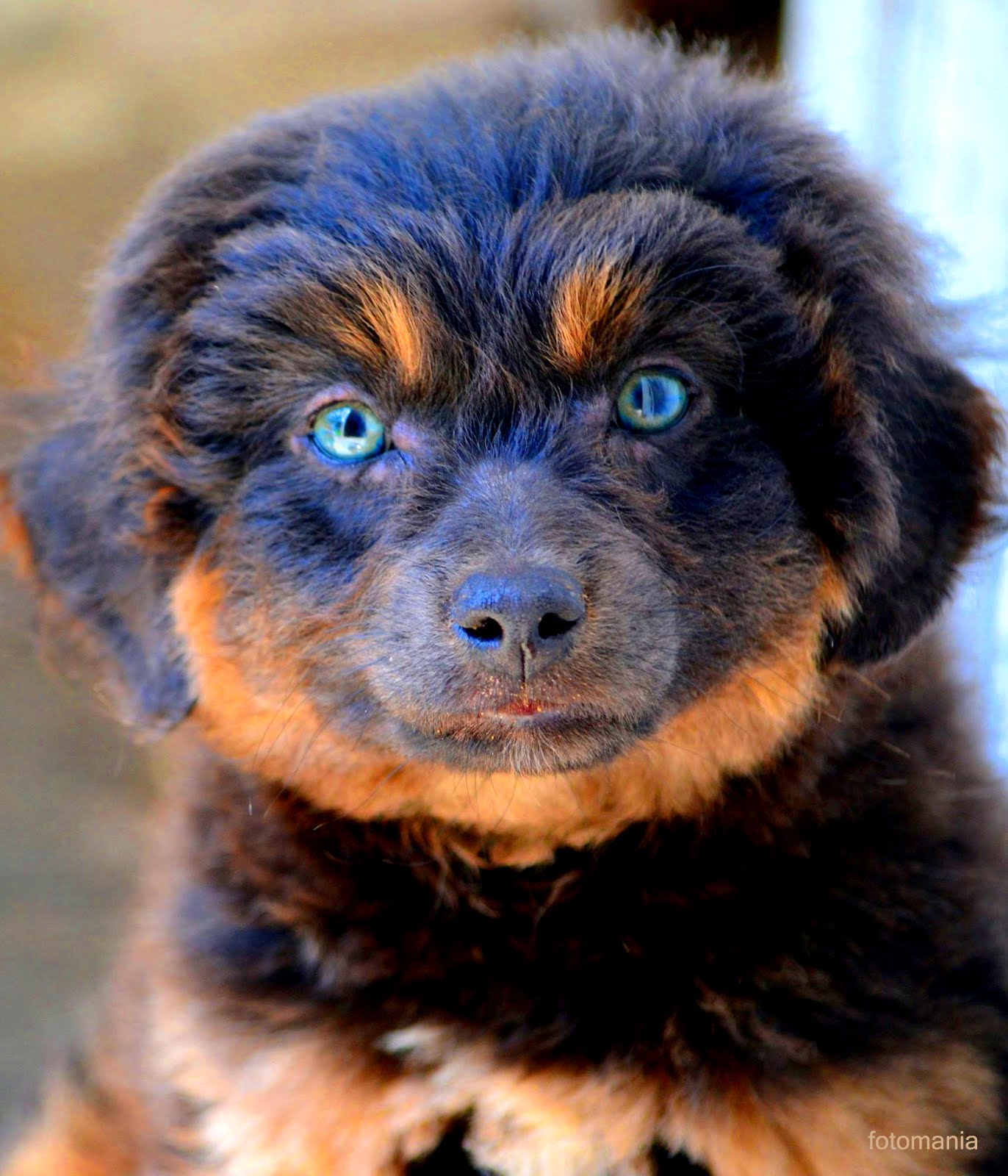 Cachorros pra mim é tudo!!