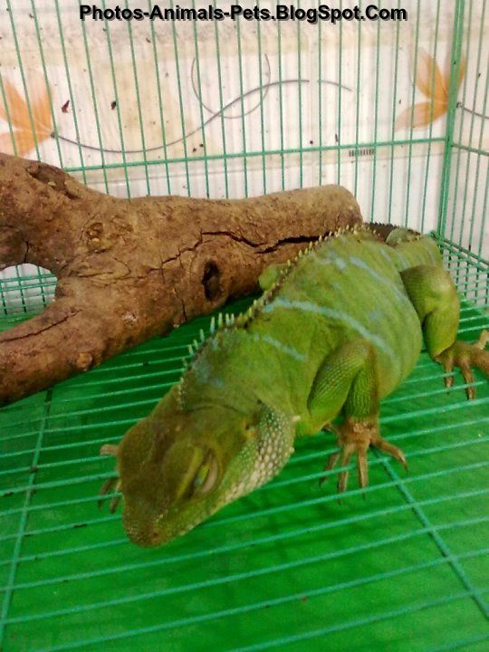 Pet chinese water dragon