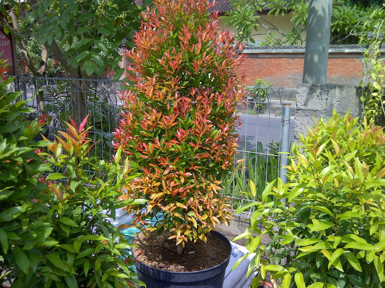 Jual Tanaman Bali: Tanaman Hias