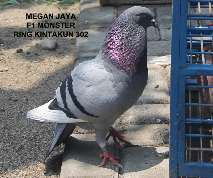 JANOKO is CAME BACK INDUK JANTAN JANOKO MOZART BF