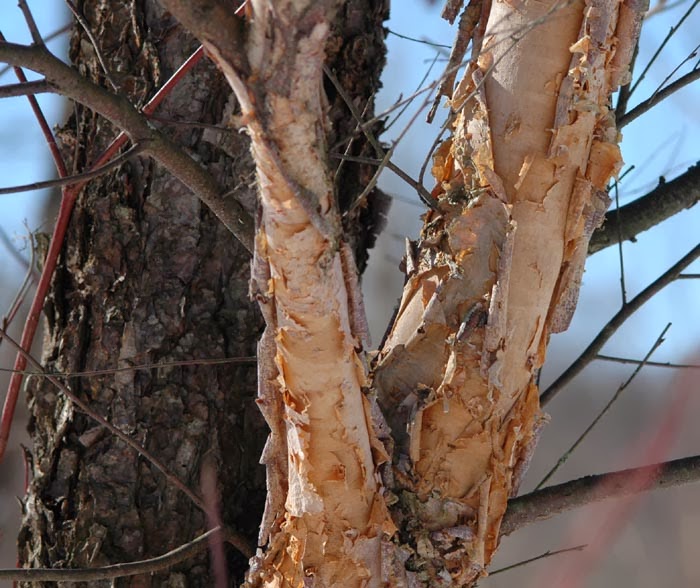 Field Biology in Southeastern Ohio Birch Family