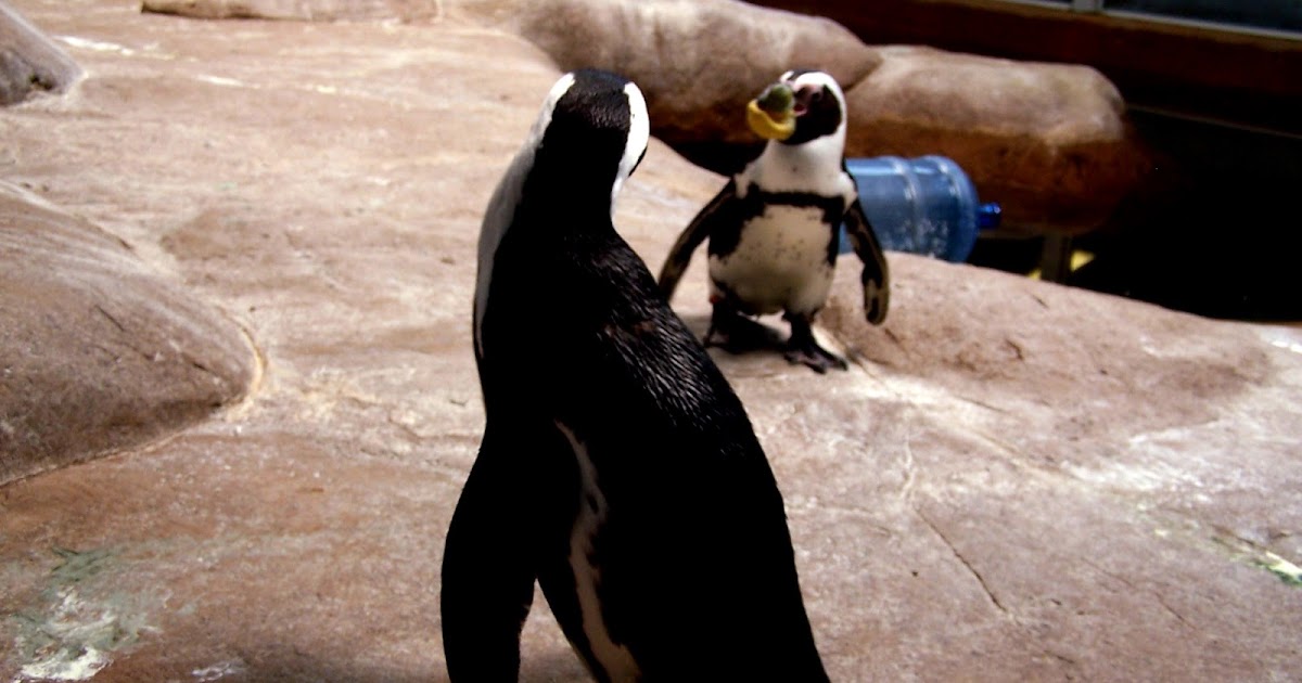 The Natural World: Teaching African Penguins to Bite!