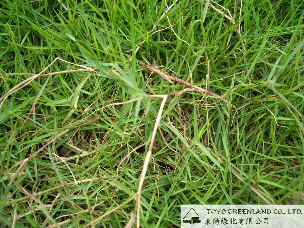 Plantcapades and Growing Experiments Types of Grasses