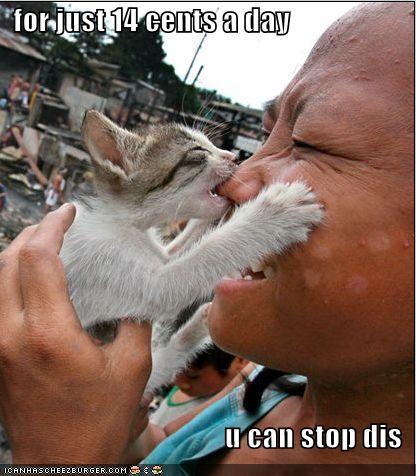 Funny Photos Kittens on Funny Pictures  Funny Orkut Scraps Funny Cats Pics