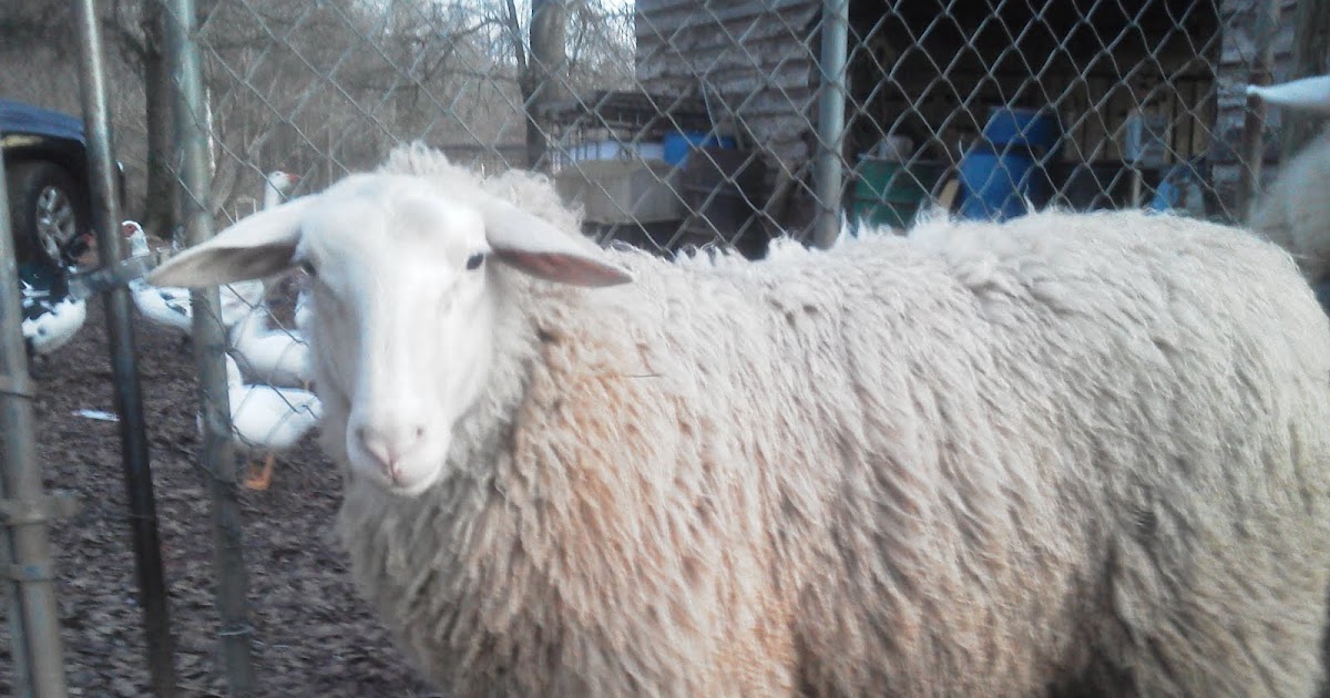 Karras Farm East Friesian Sheep Breeder East Friesian Dairy Sheep