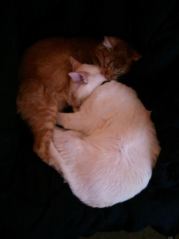 Diabetic Cats in Need: Yoda at Home in Indiana