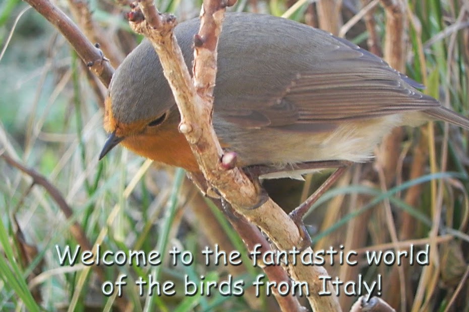 Welcome to the Fantastic World of Birds from Italy