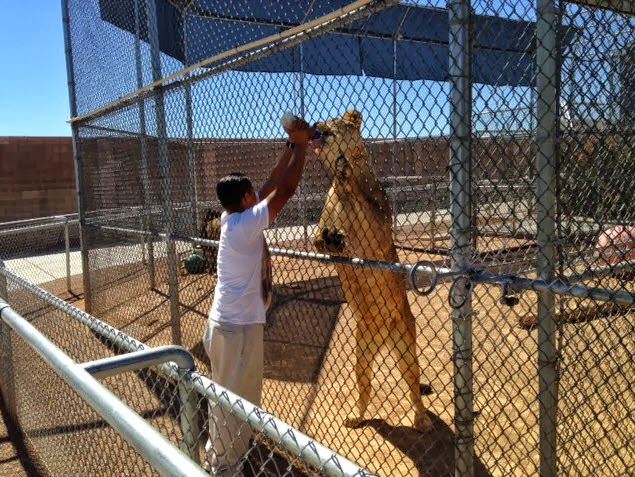 The Lady or the Tiger? Reading Questions by The Teacher