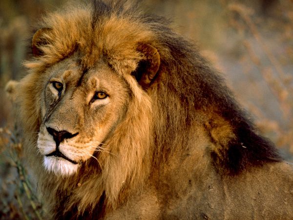Her World - The Travel Blog: Lions: Another on the Endangered ...