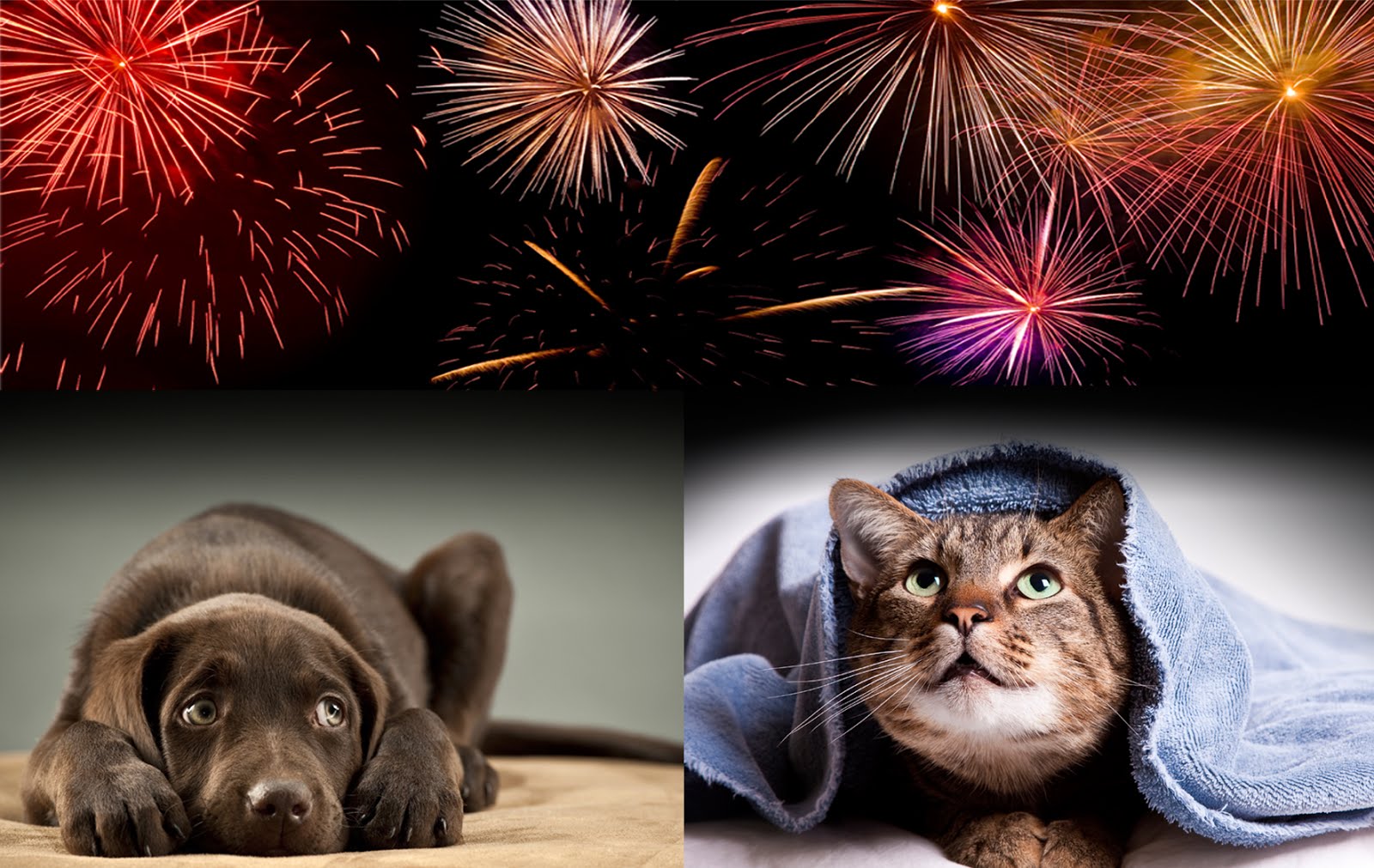 How to help your pet during the fireworks’ season