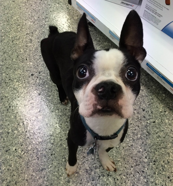 Northeast Boston Terrier Rescue Northeast Boston Terrier Rescue New
