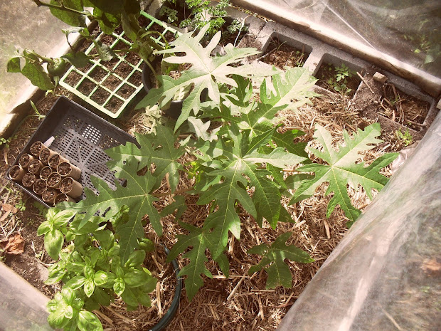 funky frontyard farmers april