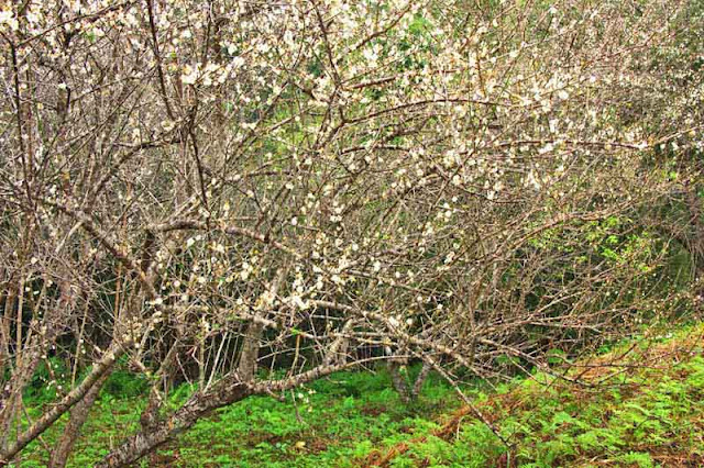 ferns, trees, flowers, plum blossoms, branches