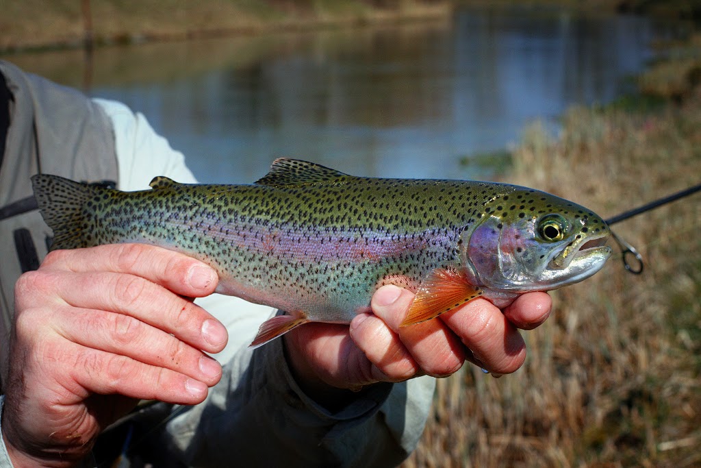 Fishing In Croatia (and in the neighbourhood): Rainbow trout from