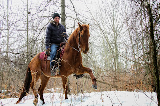 Canadian Trail Horses For Sale - Tennessee Walking Horses Spotted Saddle Horses - Safe for Beginner Riders, Timid Riders &amp; Children - Glen Huron, Ontario, Canada - Also advertised in Toronto on Horsetopia, Horseville, EquineHits, EquineConnection, Kijiji, horseweb, horseclicks, myhorses, trail horses ontario, trail horses canada, trail horses for sale, elite equine, knox equine, canadian trail horses, , horse training buysell, horsesincanada, equinenow and more! Windsor Toronto London