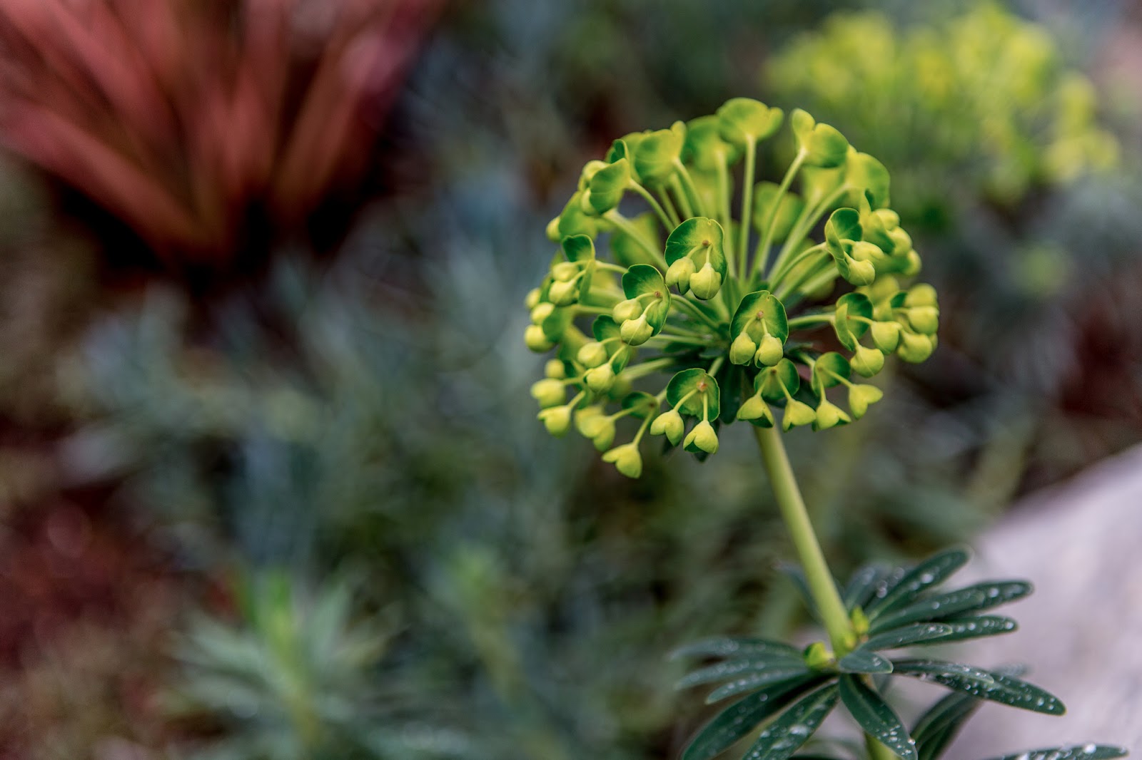 Tao Ruspoli's Blog Plant, Venice