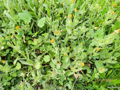 Καλέντουλα άγρια-Calendula arvensis L.