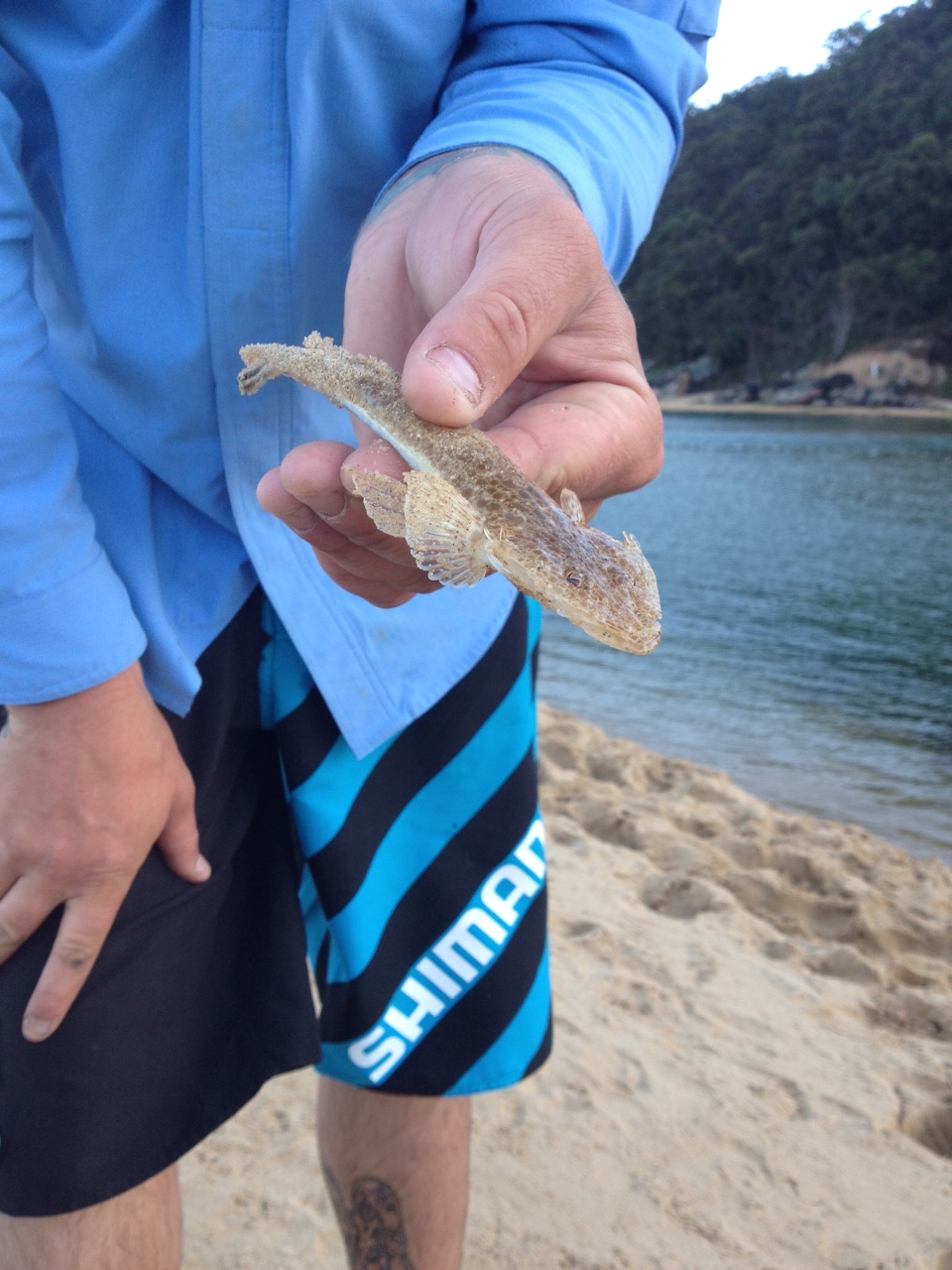 The Fish Cure September 2012