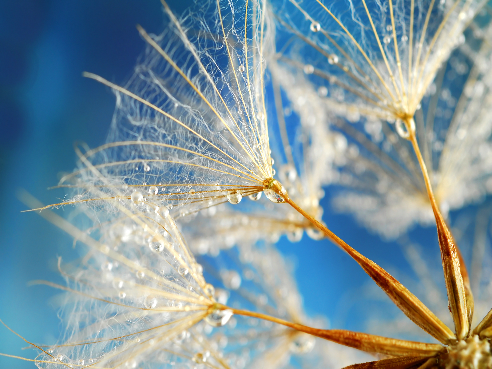 wet dandelion seeds wallpaper, the philosophy of science is obsolete ...