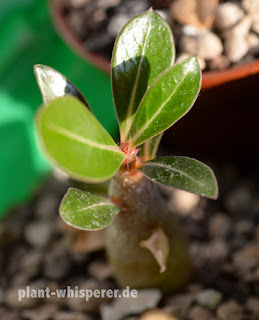 Close-up of Adenium obesum 'Dark Love' leaves on September 30, 2014 Close-up of Adenium obesum 'Dark Love' seedling leaves, photo date 2014-09-30
