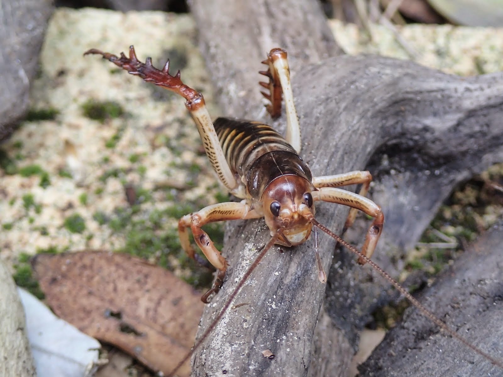 A surprised weta, minding its own business under a bit of driftwood until Carol comes along.