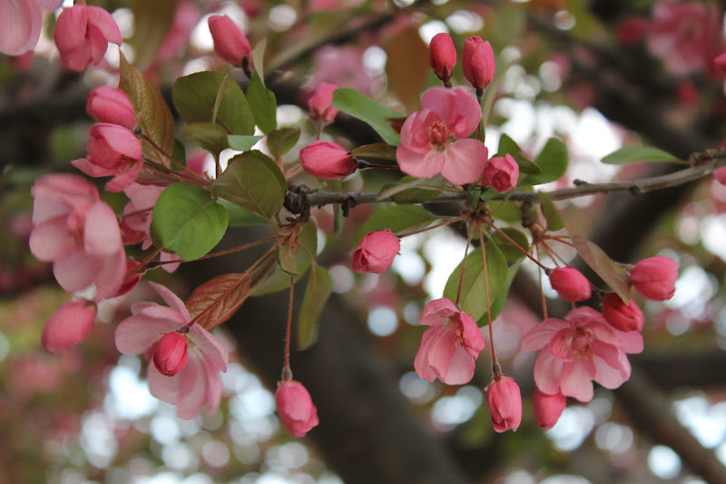 Cornerstone Retreat: Japanese Gardens, Sioux Falls SD