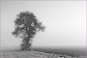 Pear tree in the fog