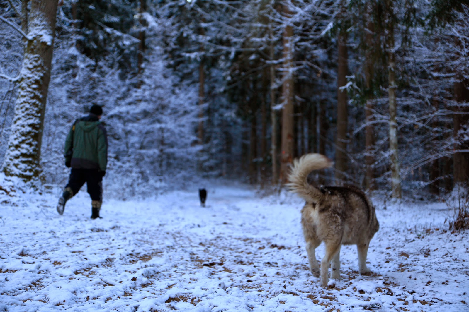 Gwiazdka w Puszczy - Ania w Podróży