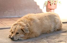 Dunia Anjing Penyebab Dan Cara Mengatasi Anjing Yang Menderita