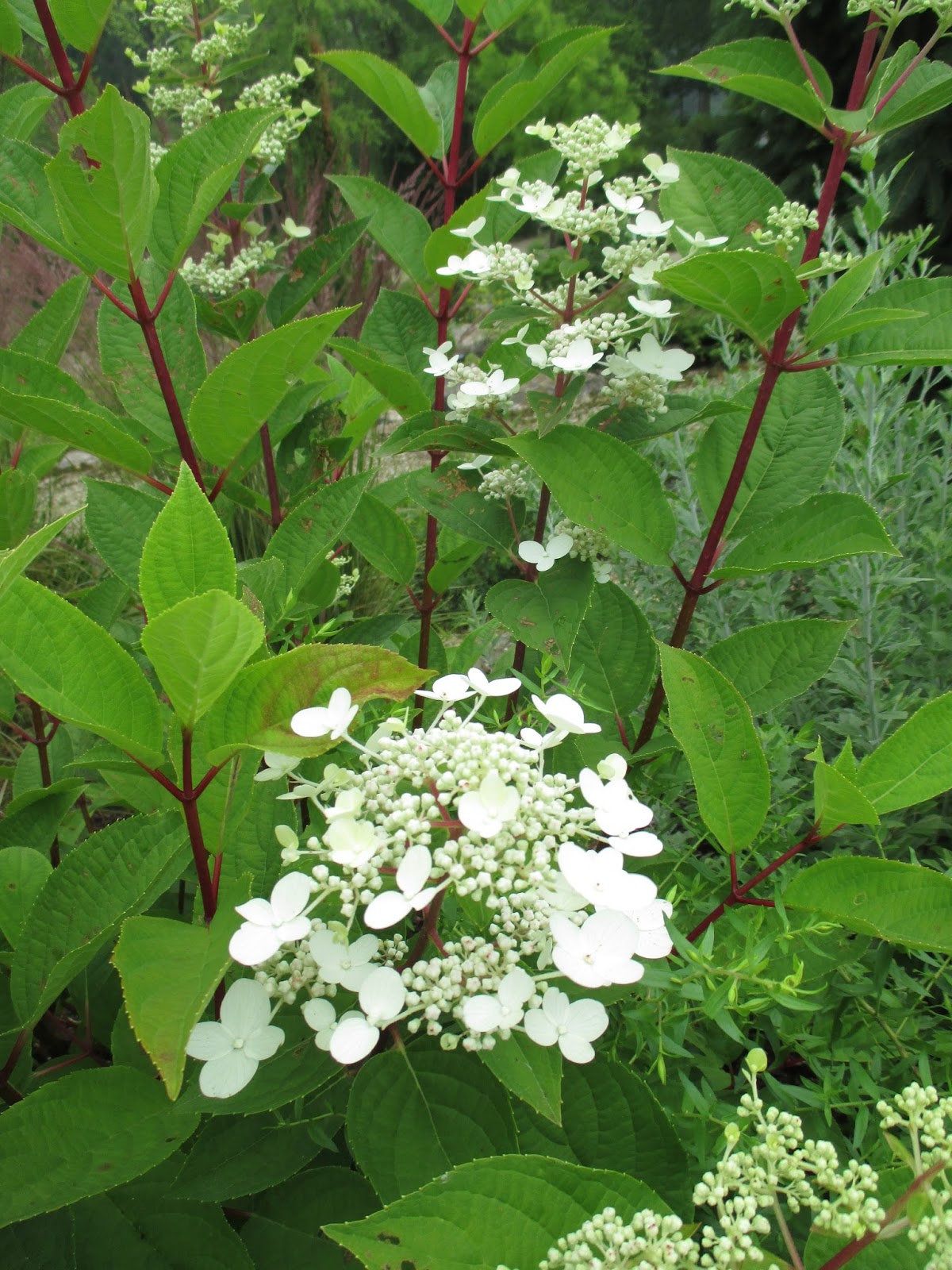 Hydrangea Flowering Stock Photos Hydrangea Flowering Stock