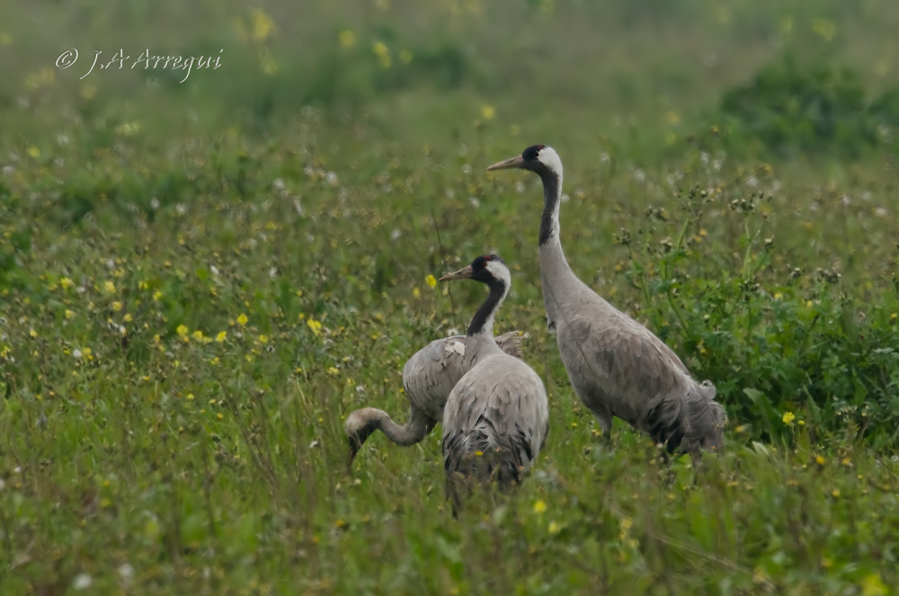Grulla común, Grus grus, Common Crane Grulla común, Grus grus, Common Crane