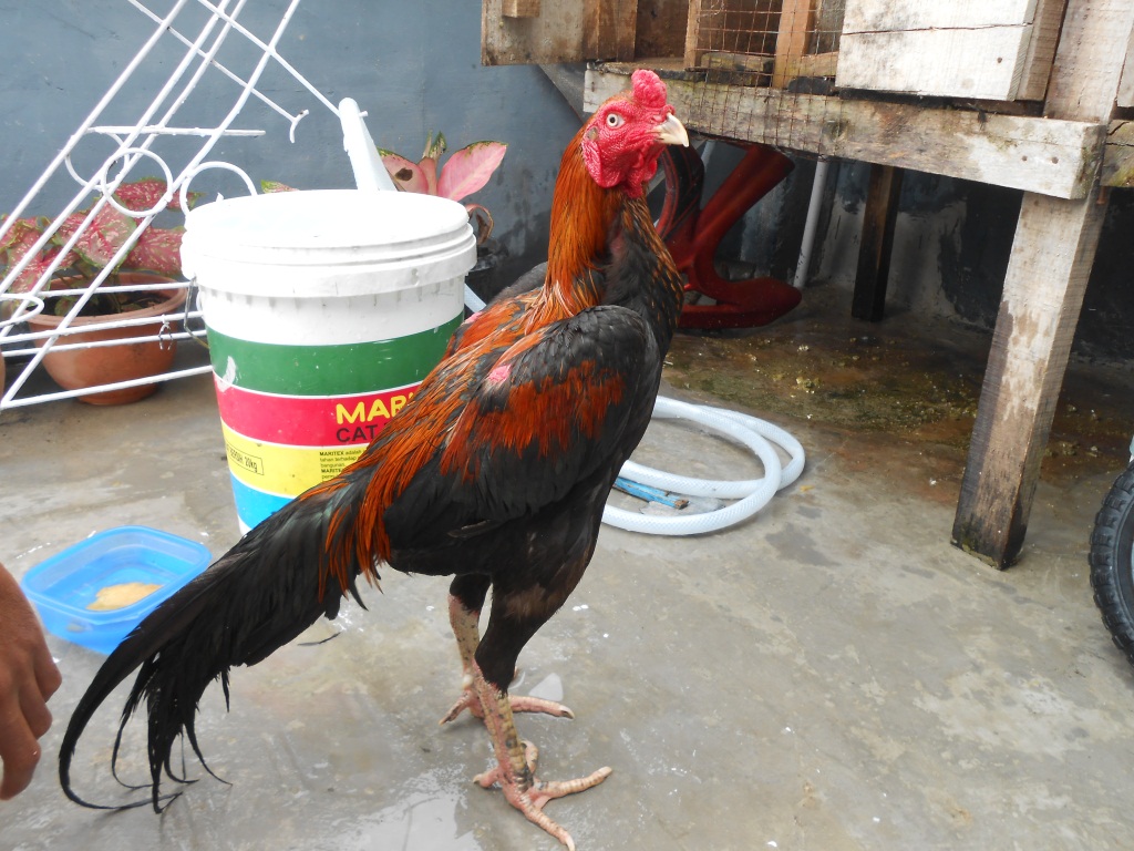 Nunu Cs Ukuran Badan Ayam Bangkok Aduan