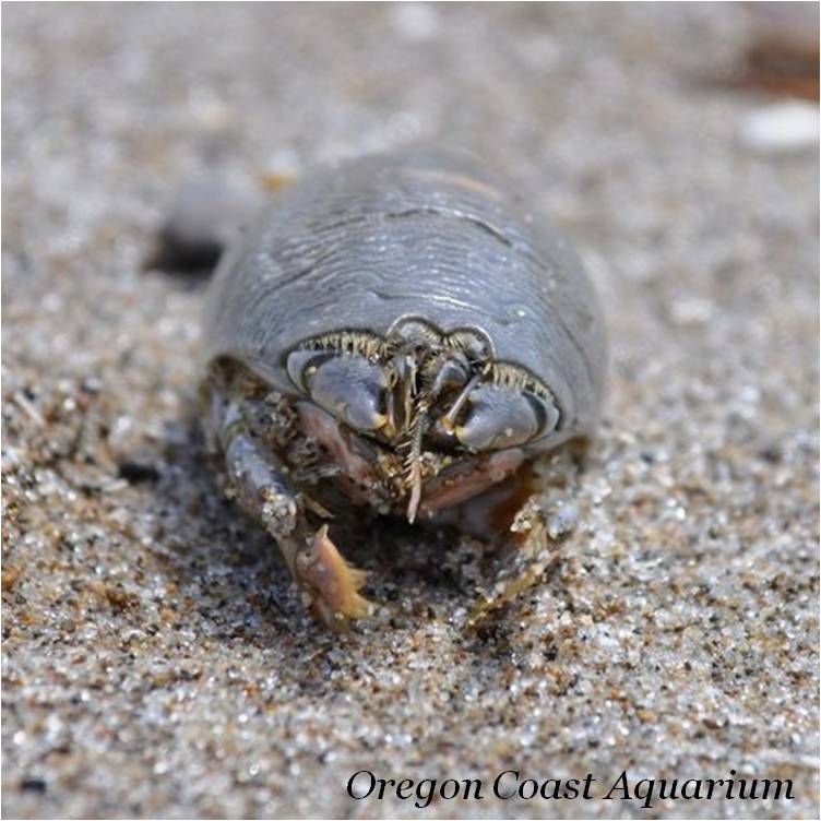 Snow Crab Love: Happy Mole Day Snow Crab Love: Happy Mole Day