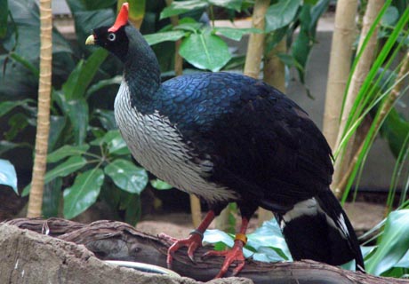 Horned_Guan.jpg