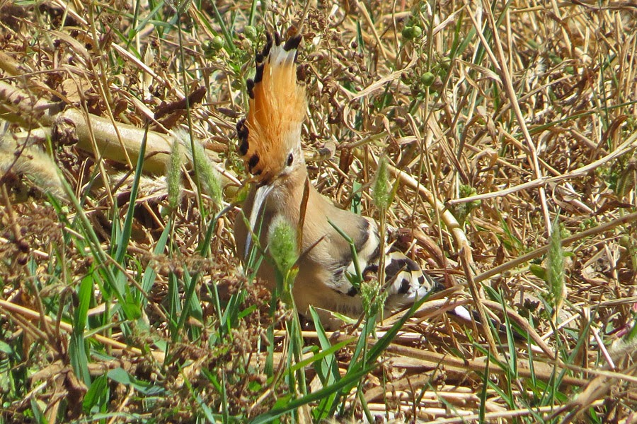 how to you pronounce hoopoe how to you pronounce hoopoe