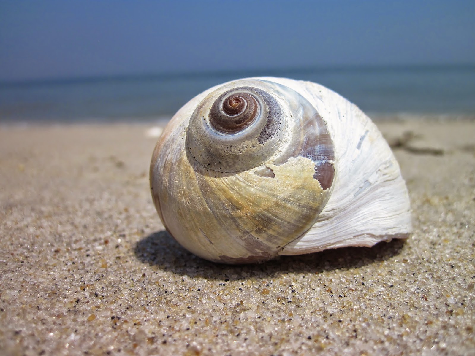 Nature on the Edge of New York City Moon Snails Swept Up on the Shore