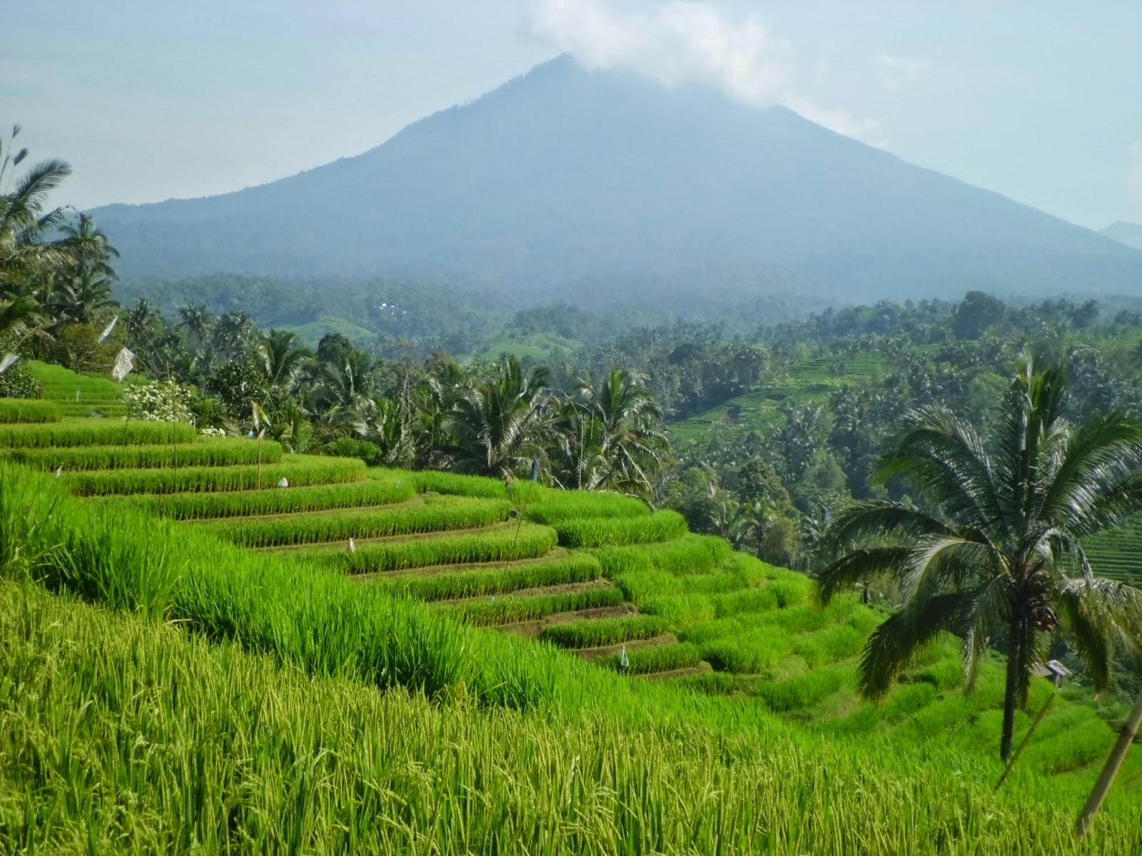 Bali Media Info Pemandangan Terasiring dan Gunung